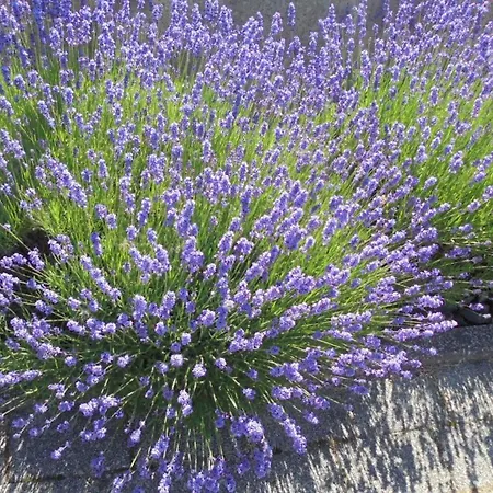 Ferienwohnung-nuerburgblick Appartement Reifferscheid (Rhineland-Palatinate)