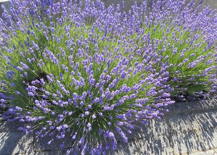 Ferienwohnung-nuerburgblick 아파트 Reifferscheid (Rhineland-Palatinate)